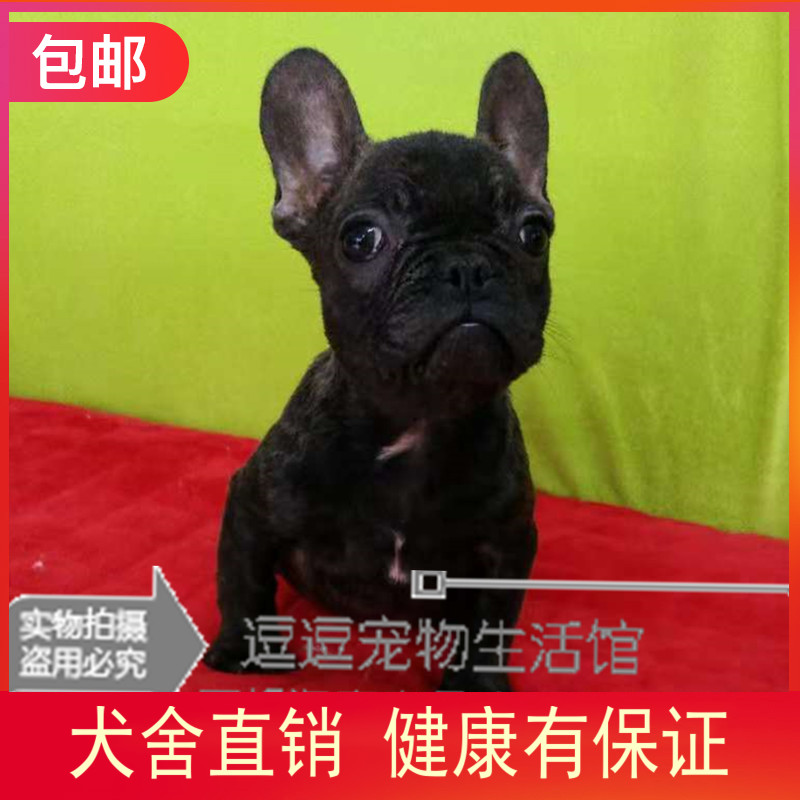 虎斑犬幼犬价格 虎斑犬幼犬图片 星期三 虎斑犬幼犬价格 虎斑犬幼犬图片 星期三