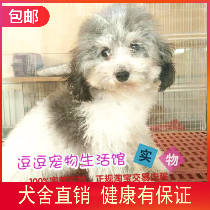 家养实拍 稀有品 灰白花色泰迪幼犬迷你宠物狗长不大贵宾活体包邮