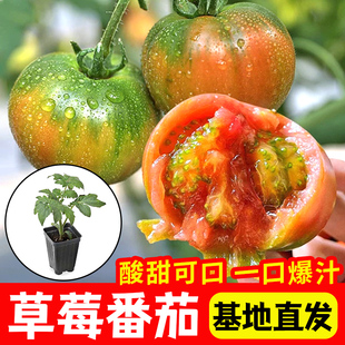 草莓番茄苗秧苗铁皮西红柿秧子绿腚柿子千禧圣女果种籽苗盆栽菜苗