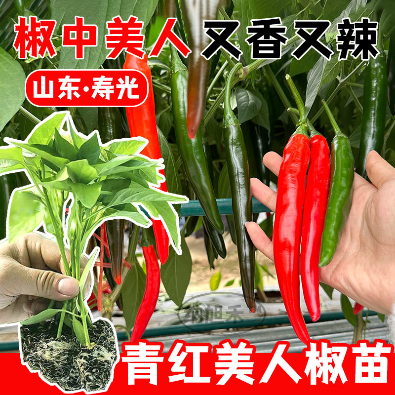 香辣美人椒特辣椒苗红辣椒籽新鲜秧苗红尖椒苗海椒苗阳台菜苗种子