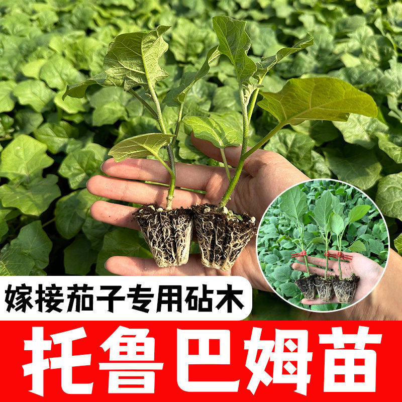 茄子砧木种子番茄嫁接砧木种籽托鲁巴姆抗青枯病抗死棵枯萎病包邮