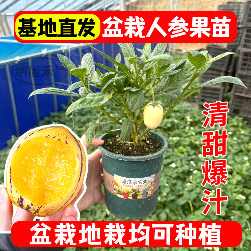 盆栽人参果带果大苗长寿果果树人生果当年结果茄瓜果盆栽食用果苗