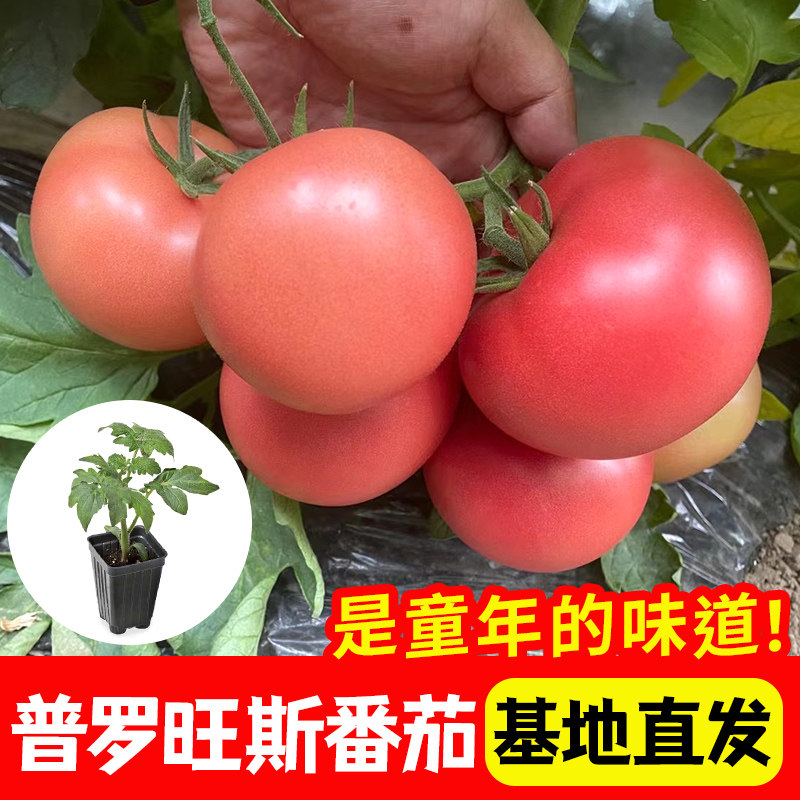 普罗旺斯番茄苗沙瓢老品种普罗旺斯柿子春秋菜种子籽阳台盆栽