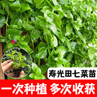 田七菜种籽四季种植易成活早熟抗病高产特色保健菜三七种子盆栽苗