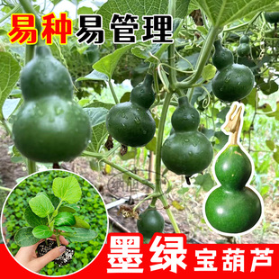翡翠墨绿葫芦苗巨型小亚八宝观赏爬藤天坛葫芦苗秧籽手捻文玩种子