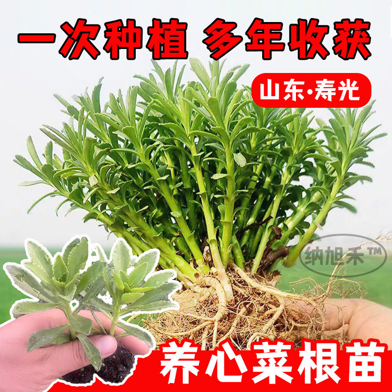 养心菜秧苗种籽救心菜蔬菜苗四季种苗盆栽孑菜苗高钙根苗苗子菜籽