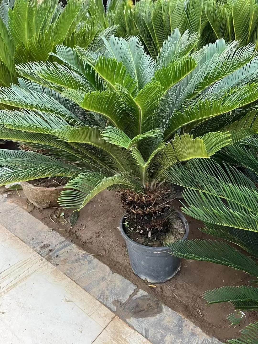 铁树盆栽大型苏铁绿植客厅卧室办公室墨西哥盆景花观叶室内外植物