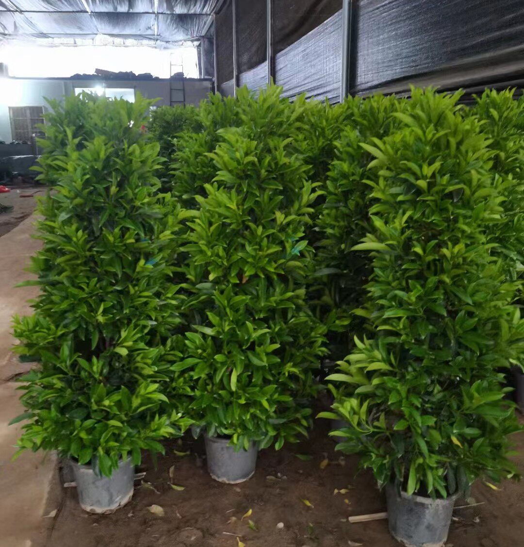 非洲茉莉树苗别墅绿植盆栽室内客大型绿植/成品组合盆