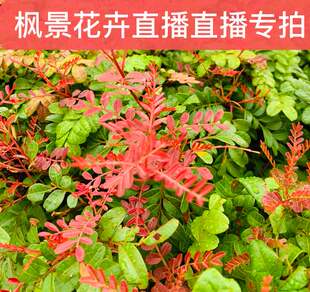 清香木 荀子 铁马鞭 树萝卜 羊蹄甲 南天竺 山乌龟 小石积老桩