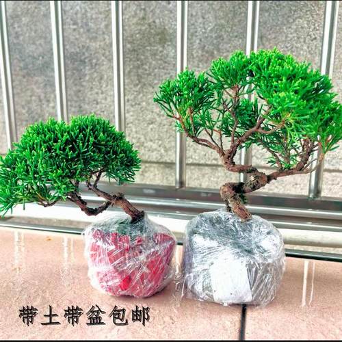 济州真柏宫阪系鱼川真柏老桩造型