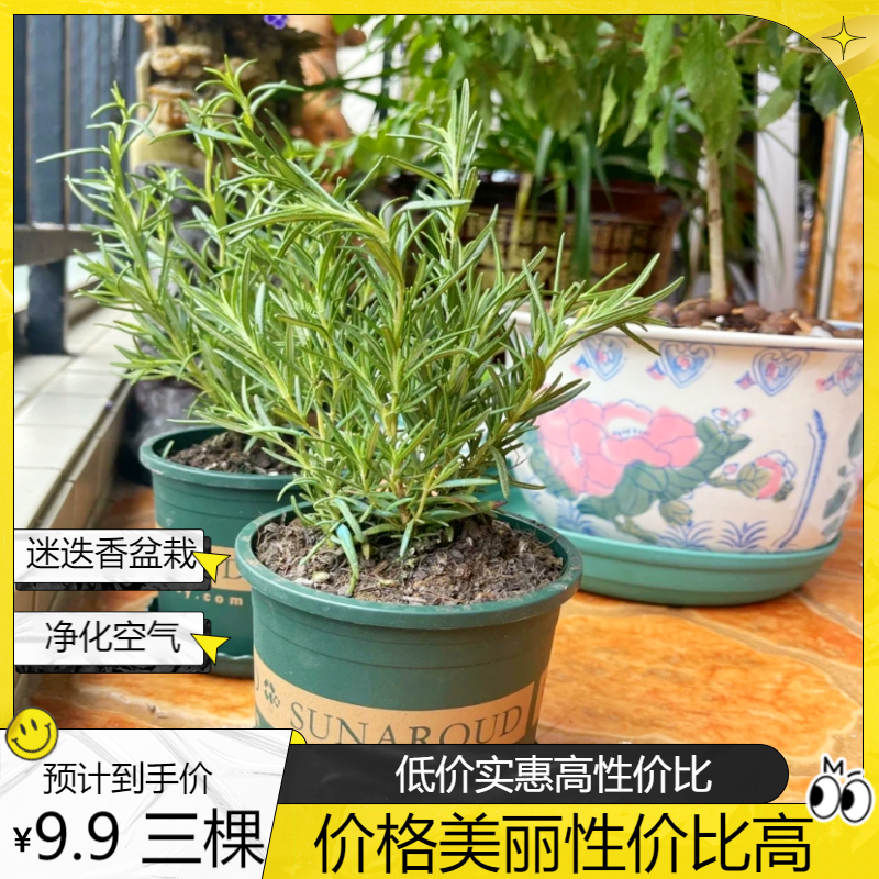 迷迭香盆栽绿植驱驱蚊虫提神醒脑