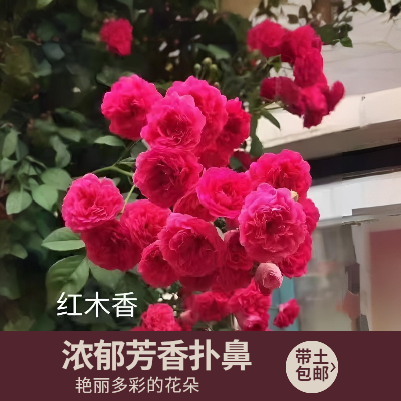 红木香花苗爬藤植物黄白木香树苗室内外庭院四季开花盆栽耐寒花卉