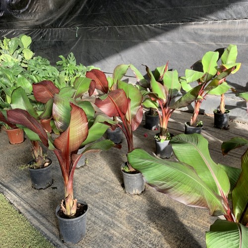 象腿蕉田园花园客厅绿植美观