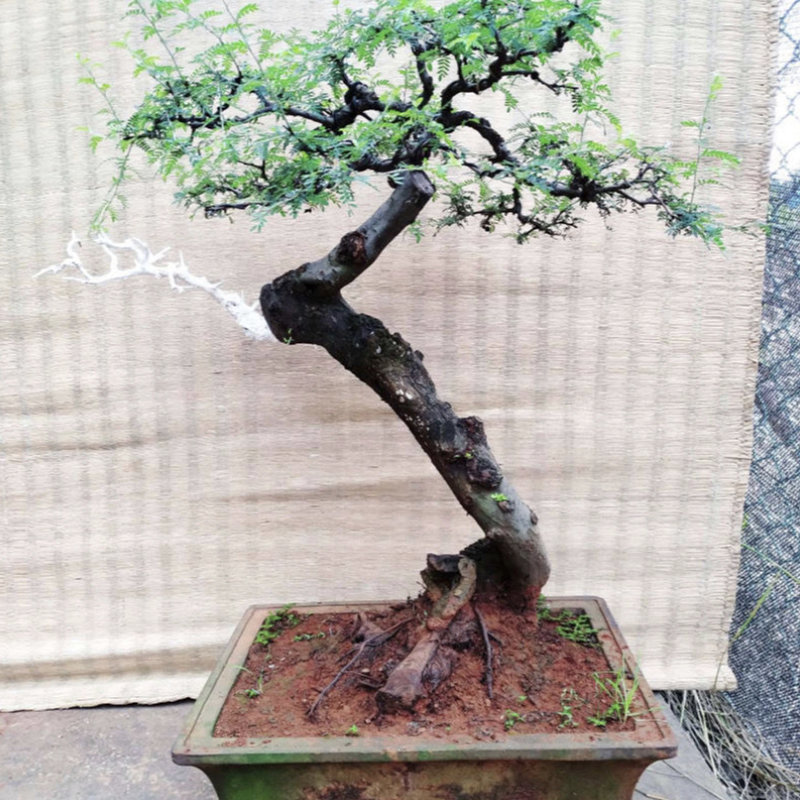 阳台植物小石积微盆景云南小叶