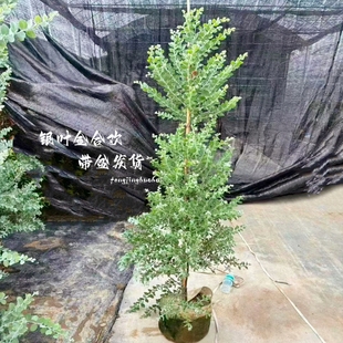 银叶金合欢盆栽树苗室内外装饰绿植带盆发货易养护银色系植尤加利