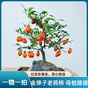 金弹子老鸦柿盆栽今年开花观果盆景老桩四季好养旺宅植物公母嫁接