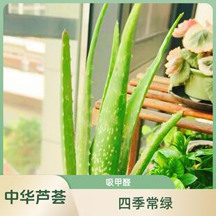 中华新款上市芦荟盆栽名斑纹芦荟小苗室内绿植净化室内空气吸甲醛