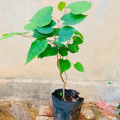 紫荆花木头开花心形叶盆栽绿植