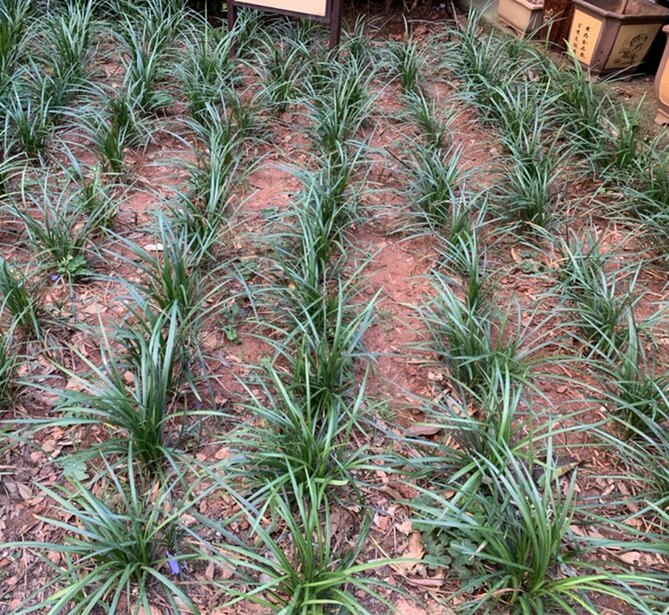 草被绿植银边细叶麦冬玉龙草菖蒲草耐寒庭院绿化草皮包邮沿阶草