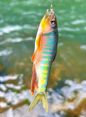 长鳍鱲溪哥桃花鱼溪流彩虹急流鱼