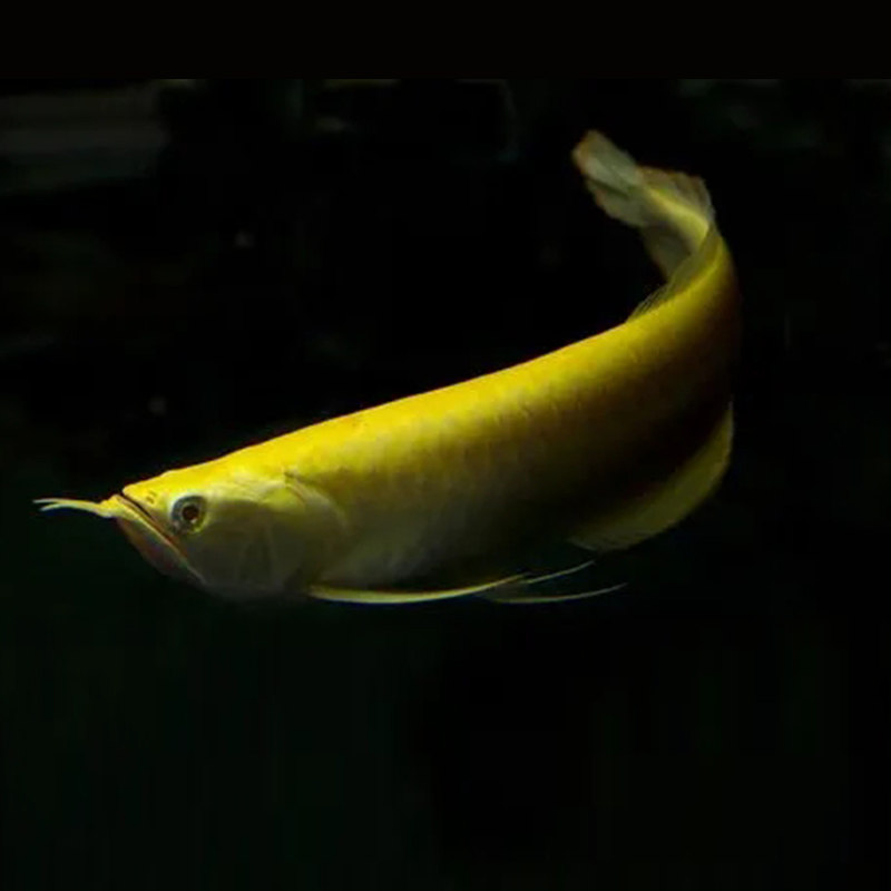 银龙鱼活鱼苗热带观赏鱼中大型黄化红眼白子银龙七彩银龙练手龙鱼