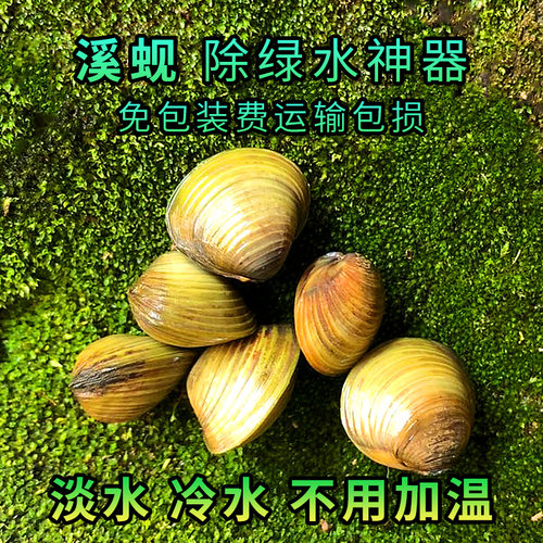 溪蚬迷你小河蚌河蚬小型黄金蚬