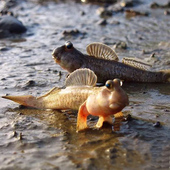 弹涂鱼活鱼跳跳鱼滩涂鱼淡水观赏鱼宠物饲料鱼缸沙红旗鳍淡化冷水