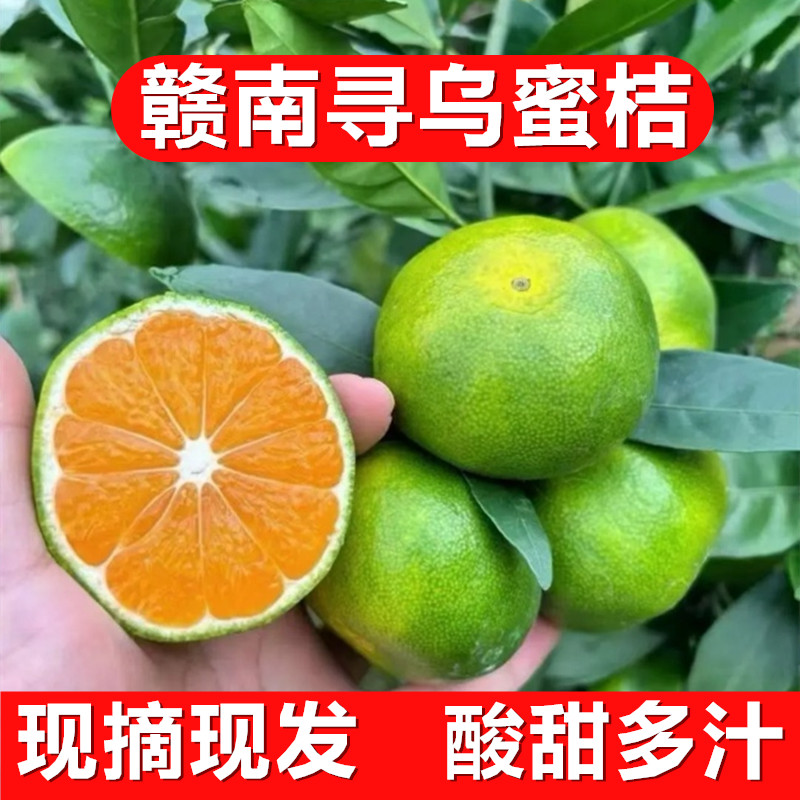 赣南寻乌青皮蜜桔当季酸甜无籽橘