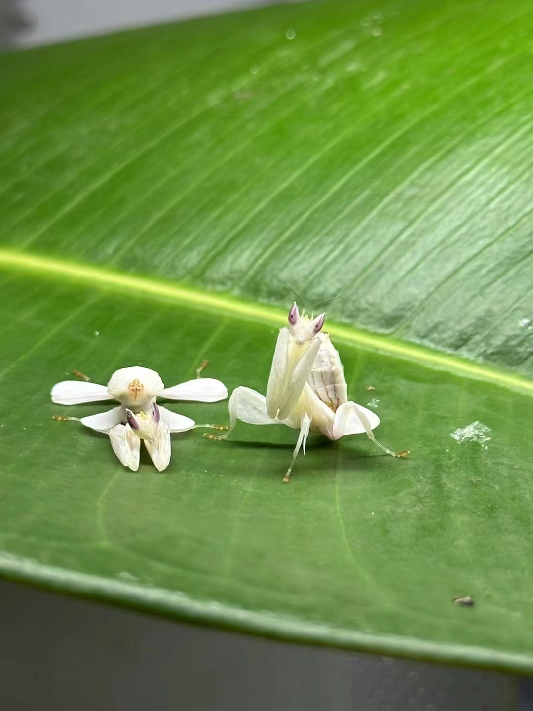 兰花螳螂刺花大魔花幽灵黄花龙螳温顺可上手爬虫萌宠物可爱好看乖