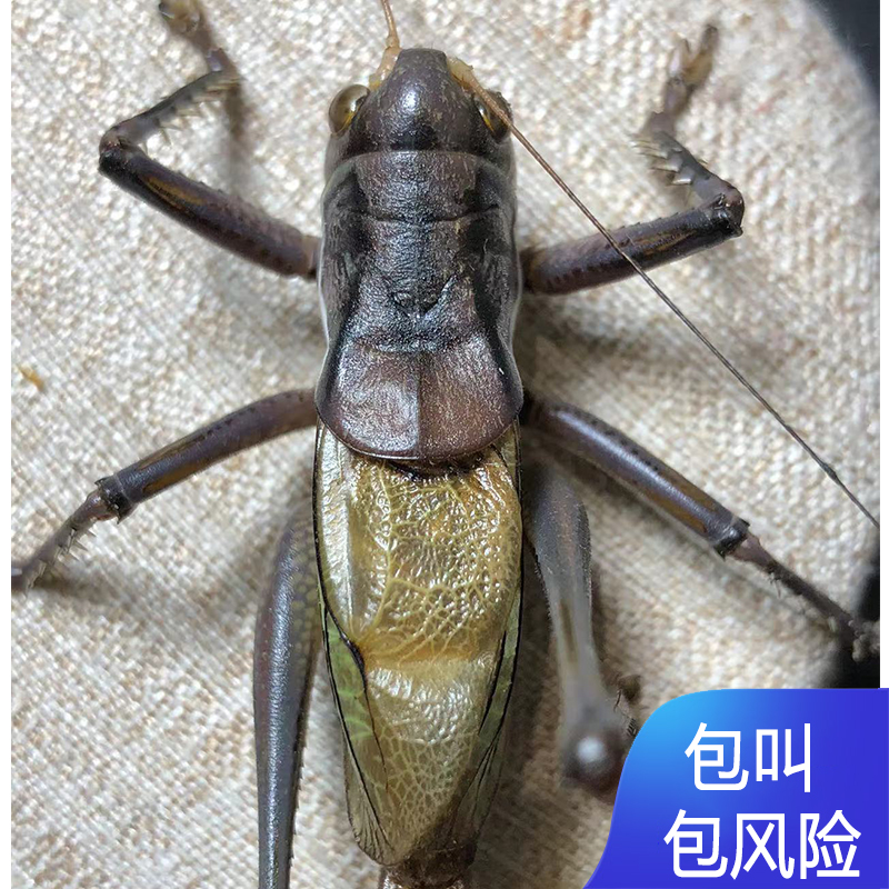 新店开业蝈蝈活体黑蝈蝈铁蝈蝈绿蝈蝈包风险包邮鸣虫平谷黑翡翠绿