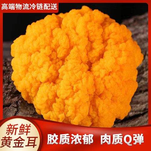 新鲜金耳菌福建特产干货500g煲汤