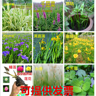 菖蒲鸢尾苗常绿水生植物黄菖蒲再力花风车草水竹芦苇美人蕉苗香蒲