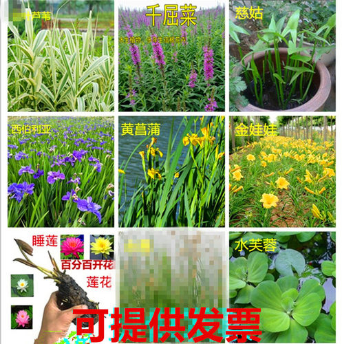 菖蒲鸢尾苗常绿水生植物黄菖蒲再力花风车草水竹芦苇美人蕉苗香蒲 - 封面
