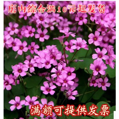 红花炸酱草三叶草紫色三叶草醡浆草幸运草庭院花坛植物室内盆栽