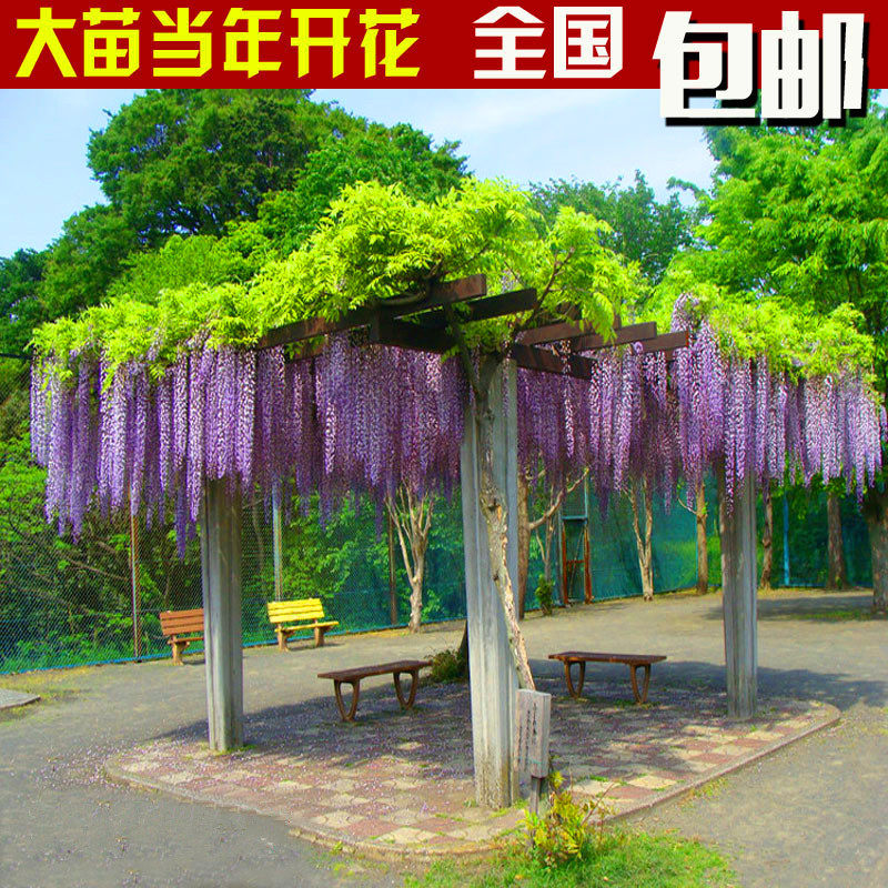 庭院攀援植物爬藤植物紫藤苗紫藤树苗盆栽紫藤花苗紫腾萝花苗