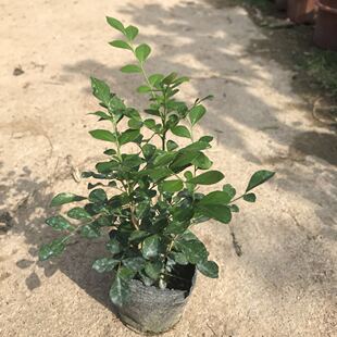 包邮九里香盆栽 千里香苗 瑞香花 驱蚊草 浓香庭院四季开花花卉