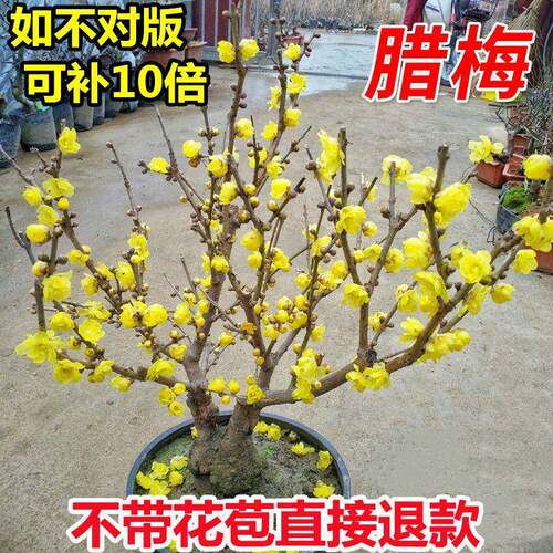 带花苞腊梅花盆栽地栽老桩浓香型冬季开花庭院室内外耐寒盆景花卉