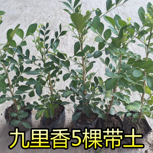 九里香盆栽七里香花卉盆栽开花香植物树苗九里香苗千里香驱蚊植物