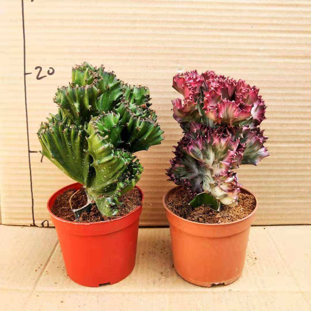 麟 彩 黑 富贵玉麒麟龙骨 嫁接多肉植物室内盆栽花卉.苗