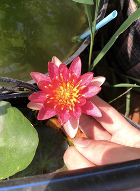 微小型耐寒睡莲-印第安纳'Indiana'