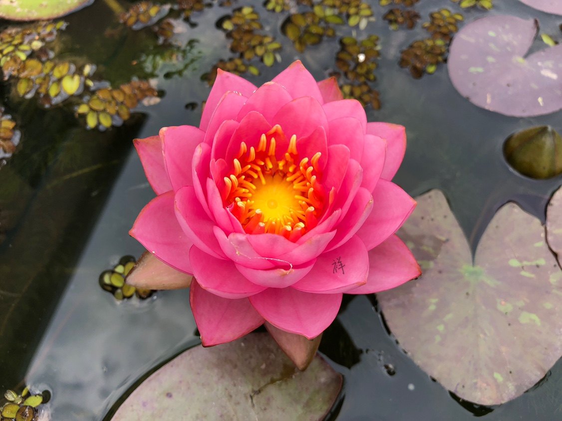 中型耐寒睡莲-粉黛mht035