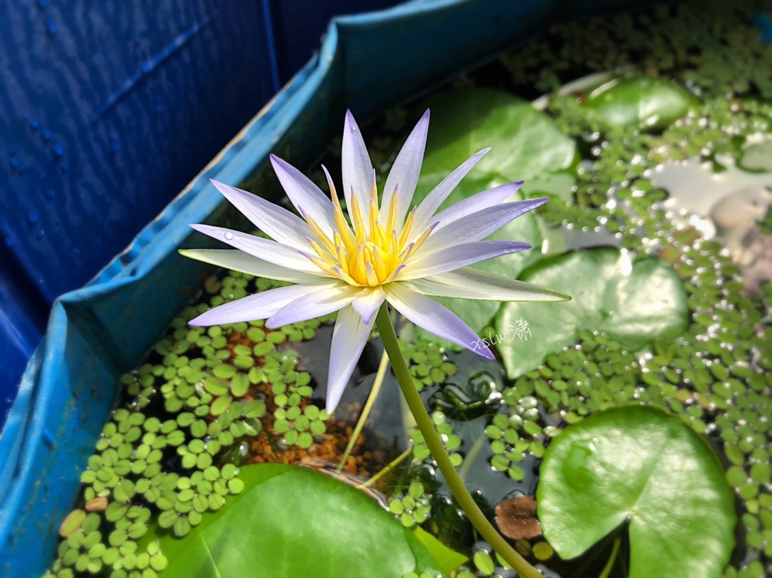 潇洒莲坞 原生埃及蓝睡莲种子'Caerulea'，适合作为杂交亲本！