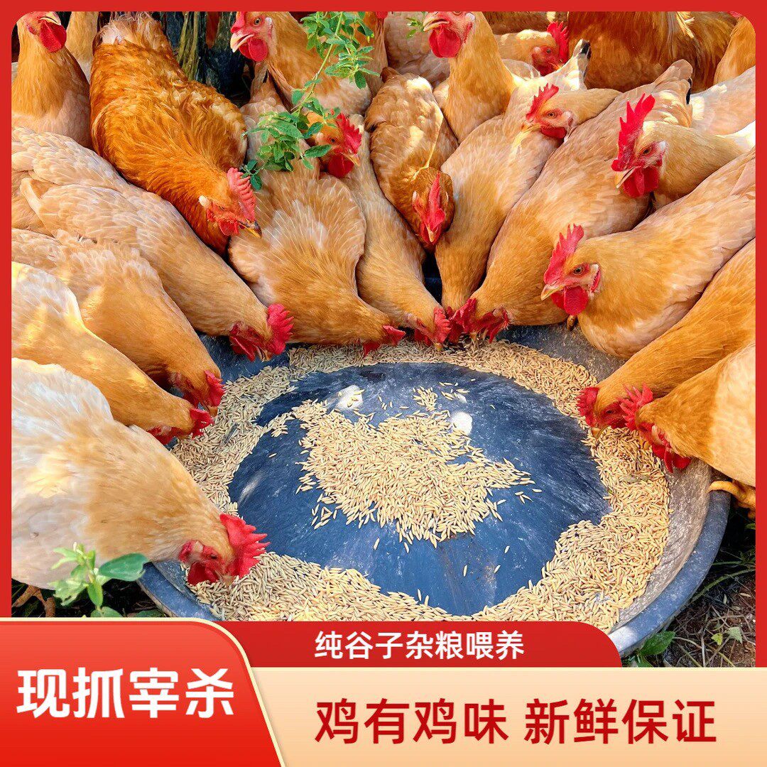 正宗农家黄油鸡项/小母鸡月子鸡煲汤白切鸡现宰现发农家土鸡整只