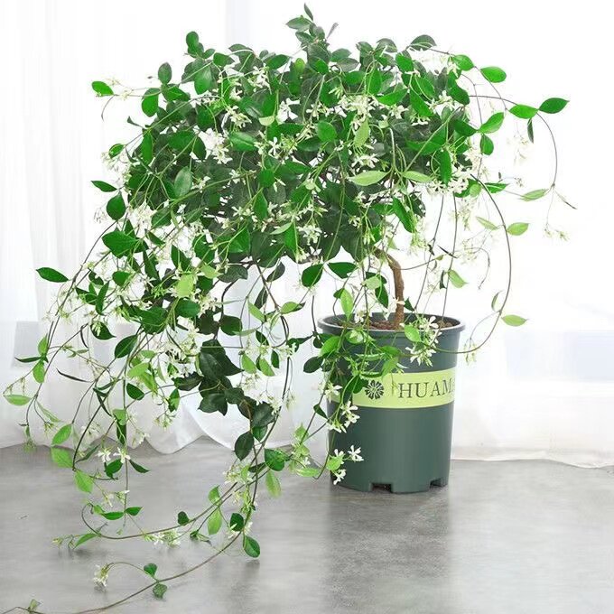 风车茉莉爬藤植物庭院大苗清香四季常绿花卉花墙好养易活喜阳耐寒