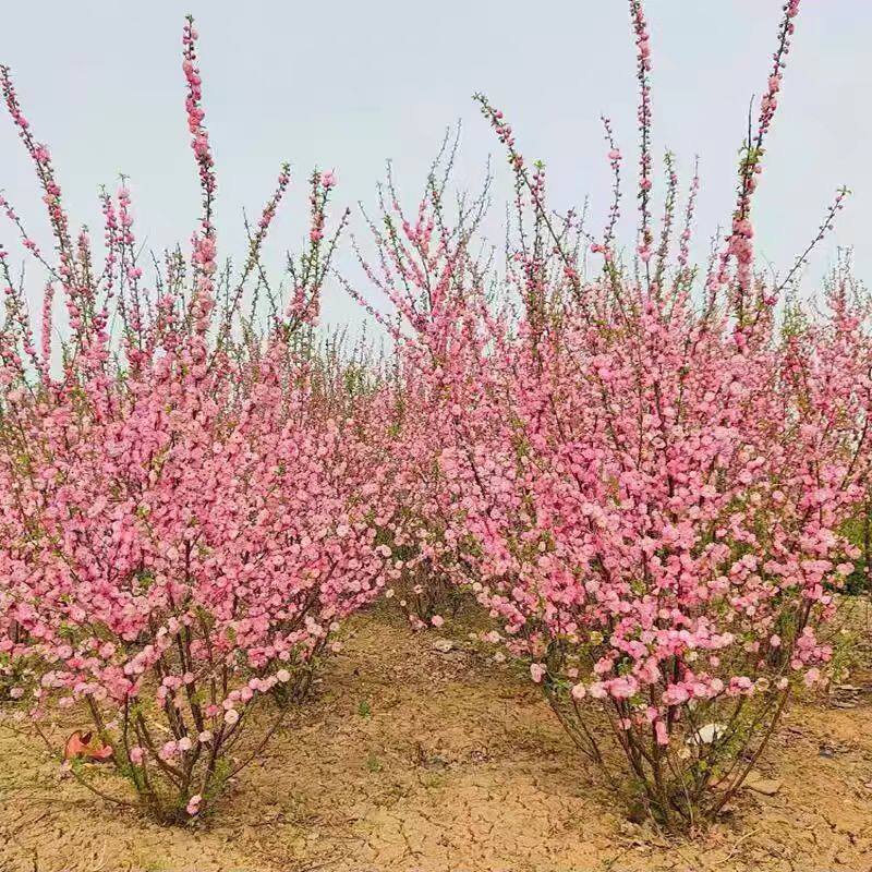 榆叶梅树苗重瓣丛生花树耐寒盆栽花卉阳台地栽庭院梅花树苗绿化苗