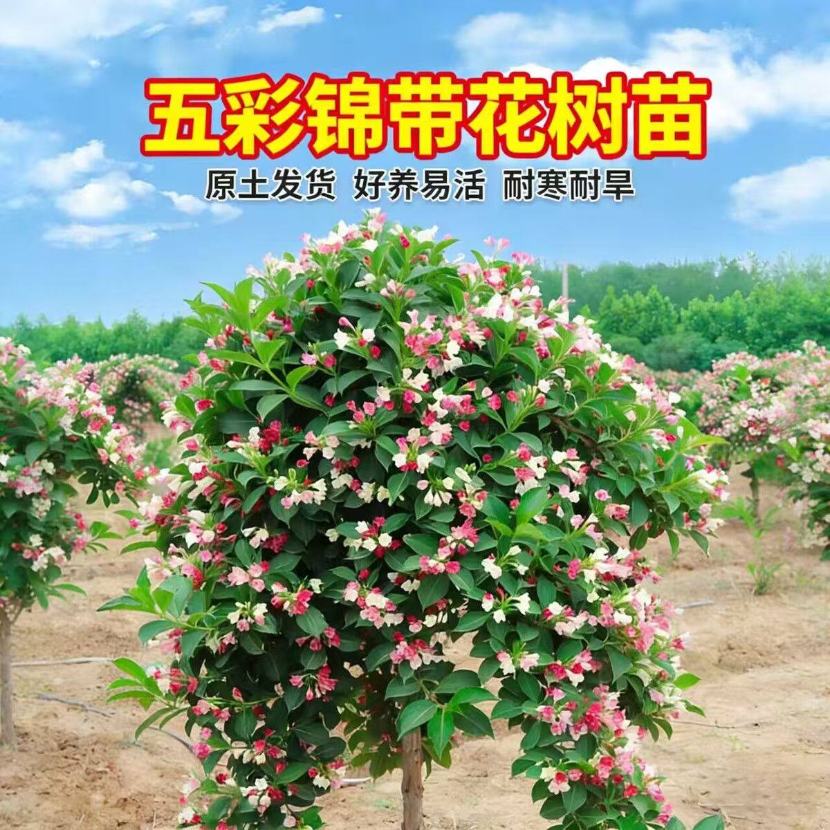 五彩锦带花树苗树状独杆型庭院大型绿化风景耐寒盆栽植物带花发货 - 实物图
