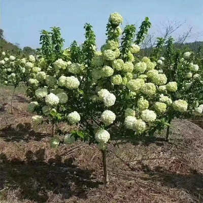 中化木绣球漂亮南北种植花期较长