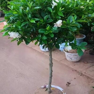 栀子花四季常青阳台庭院栀子花