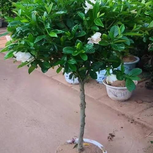 栀子花四季常青阳台庭院栀子花
