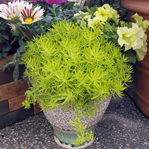 佛甲草多肉价格 佛甲草多肉图片 星期三